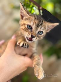 Siry magica gattina
