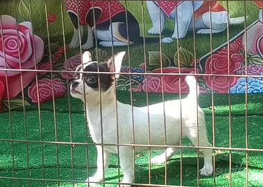 Cucciola chihuahua