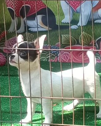 Cucciola chihuahua
