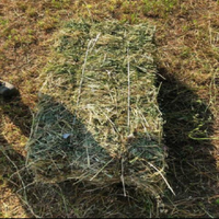 Fieno di Erba Spagna