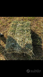 Fieno di Erba Spagna