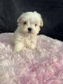 Cucciolo di maltese