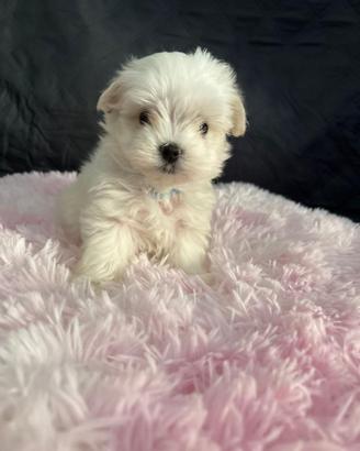 Cucciolo di maltese