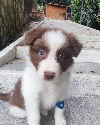 Border collie
