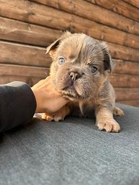 Bulldog francese