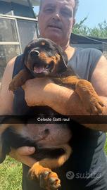 Rottweiler