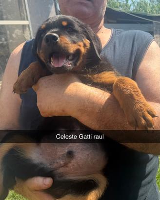 Rottweiler