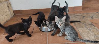 Splenditi Gattini 60 giorni