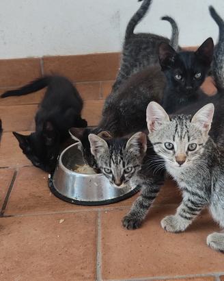 Splenditi Gattini 60 giorni