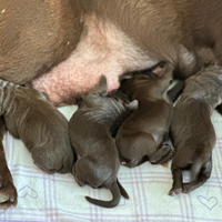 Labrador choccolat cuccioli