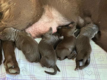 Labrador choccolat cuccioli