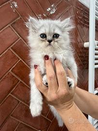 Gatti persiani con papà chinchillà