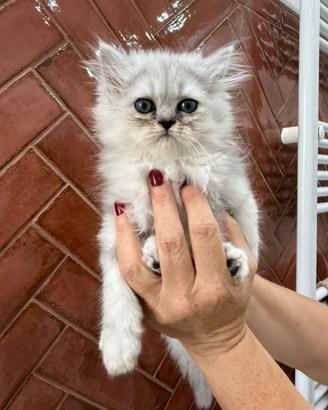 Gatti persiani con papà chinchillà