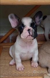 Bulldog francese