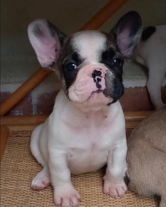 Bulldog francese