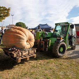 Semi zucca gigante Dill's Atlantic Giant 447,6KG