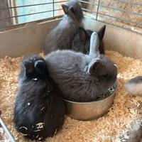 Coniglietti nani testa di leone