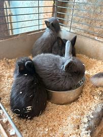 Coniglietti nani testa di leone