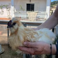 Perfetti Galli Moroseta 6-7 Mesi