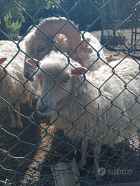 Pecore nane quassant