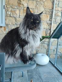 Maine coon