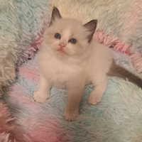 CUCCIOLO RAGDOLL senza pedigree