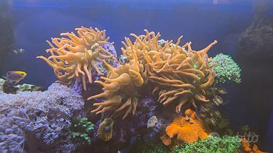 Anemone Entacmaea quadricolor bicolor (red-green)