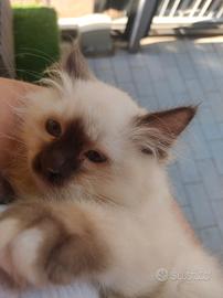 Gattino di 3 mesi Razza di Birmania
