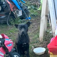 Cucciolo di pitbull/staffy