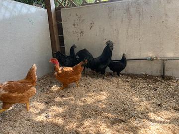 Cemani riproduttori