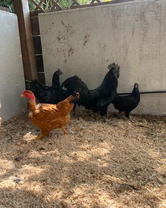 Cemani riproduttori