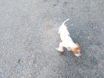 Cucciolini point inglese puro