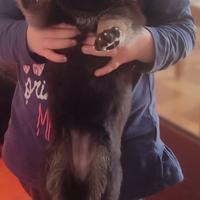 Disponibili cuccioli di pastore tedesco