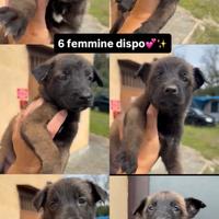 Cuccioli di Malinois