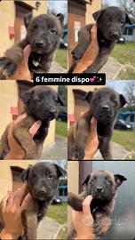 Cuccioli di Malinois