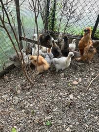 Galline moroseta