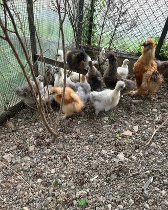 Galline moroseta