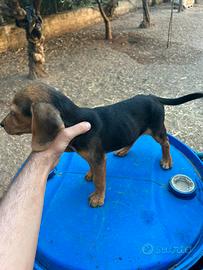 Cani da caccia
