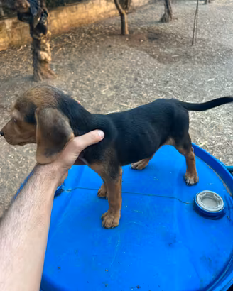 Cani da caccia