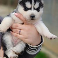 Cucciolo siberian husky