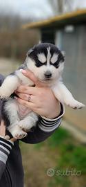Cucciolo siberian husky