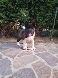 Akita americano 2 mesi