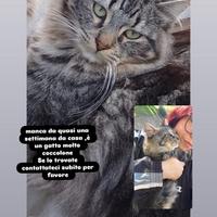 Gatto smarrito aiutateci a ritrovarlo