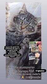 Gatto smarrito aiutateci a ritrovarlo