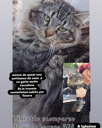 Gatto smarrito aiutateci a ritrovarlo