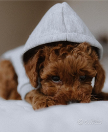 Cuccioli di barboncini mini Toy red