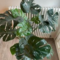Pianta Monstera finta h 130 cm