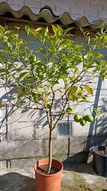 PIANTE DI LIMONI 