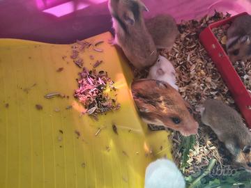 Baby criceto dorato disponibili