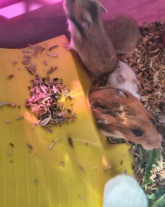 Baby criceto dorato disponibili
